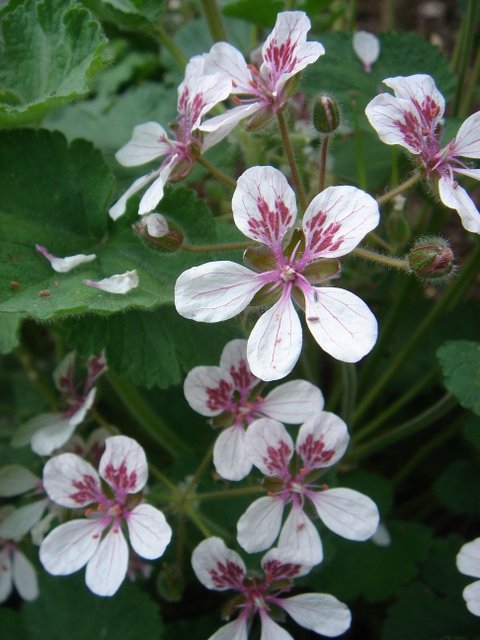 Erodium pelargonifolium